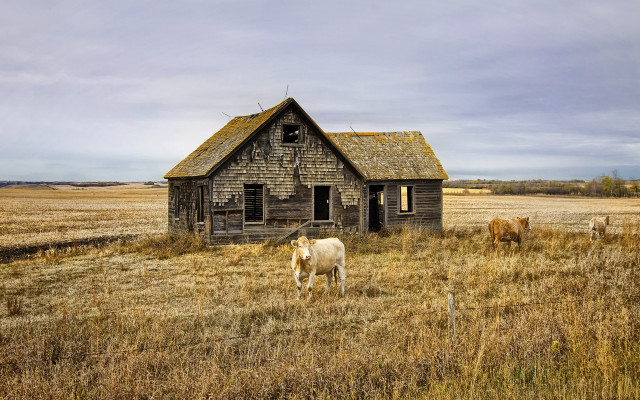 Cow field house broken roof free wallpaper for desktop - medium preview image