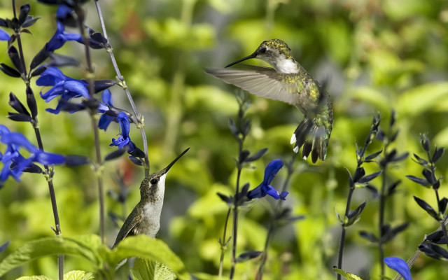 Hummingbird blue flower forest bokeh free wallpaper for desktop - medium preview image
