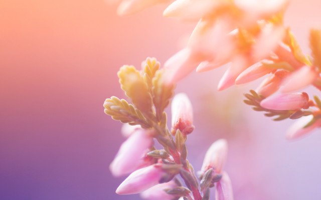 Flower closeup blurry foreground soft free wallpaper for desktop - medium preview image