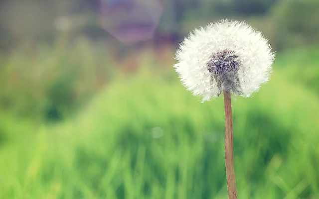 Dandelion blurry background bokeh nature free wallpaper for desktop - medium preview image