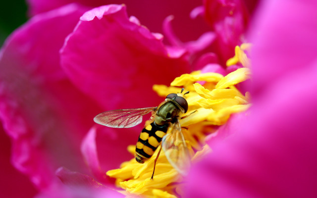 Bee flower pink background yellow free wallpaper for desktop - medium preview image