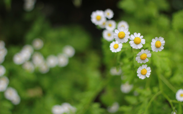 Daisies grass field bokeh shallow free wallpaper for desktop - medium preview image