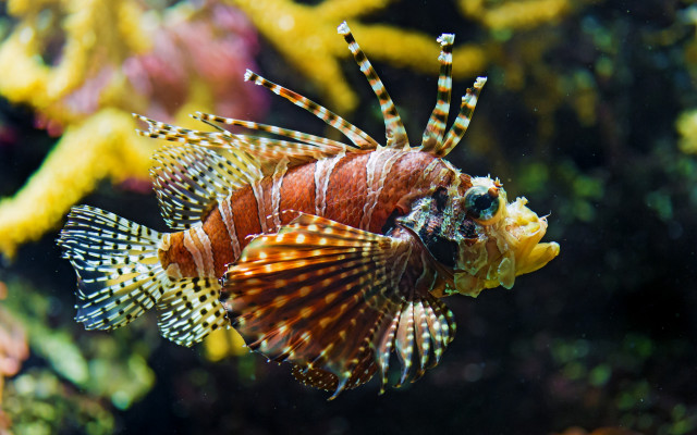 Lionfish coral reef holography bokeh free wallpaper for desktop - medium preview image