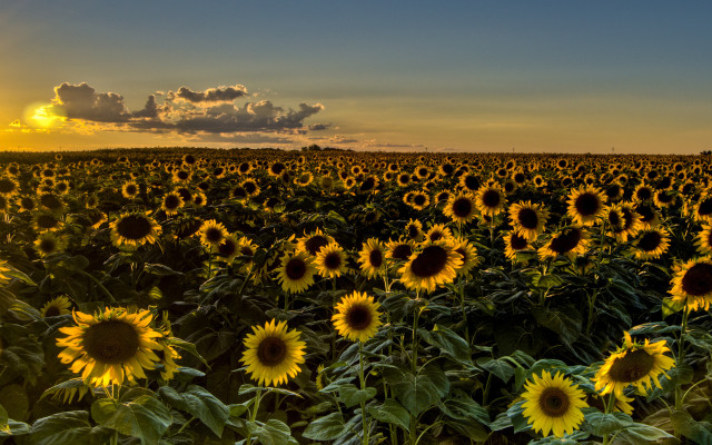 Sunflower field sunset clouds autumn free wallpaper for desktop - medium preview image