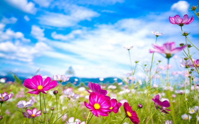 Purple flower field blue sky #6 free wallpaper for desktop - medium preview image