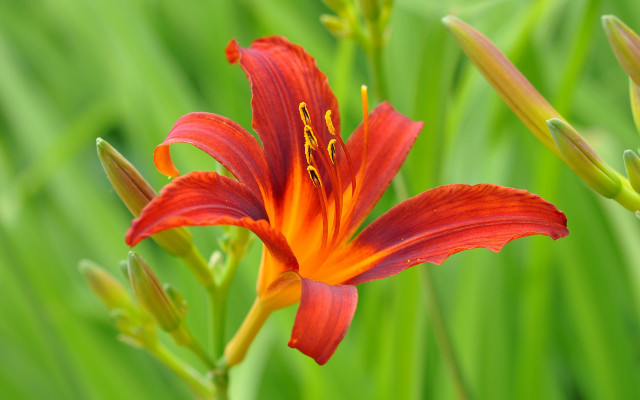 Red flower yellow stamen macro #2 free wallpaper for desktop - medium preview image