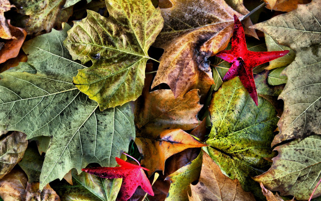 Leaves autumn art photography frost free wallpaper for desktop - medium preview image