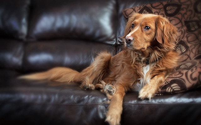 Dog couch blurry background photorealistic free wallpaper for desktop - medium preview image