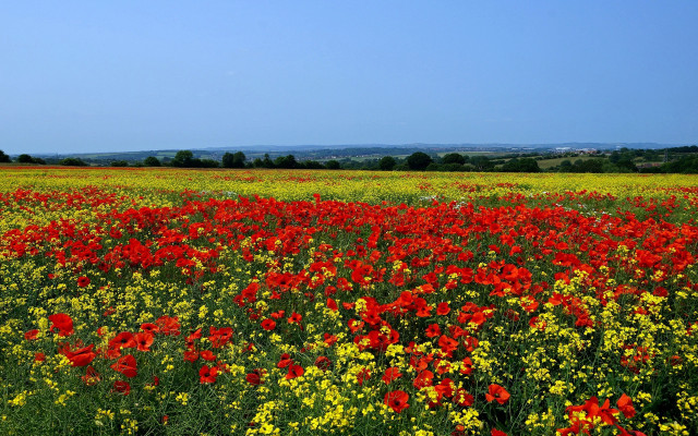 Flower field blue sky autumn #2 free wallpaper for desktop - medium preview image