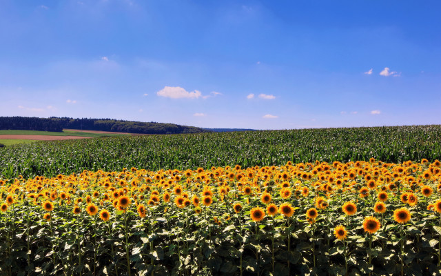 Sunflower field blue sky green free wallpaper for desktop - medium preview image