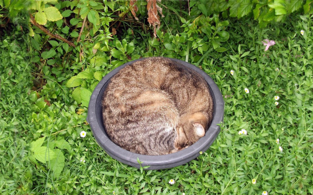 Cat bowl grass sleeping nature free wallpaper for desktop - medium preview image