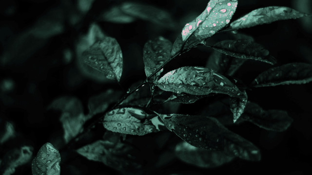 Leaf water droplets green black free wallpaper for desktop - medium preview image