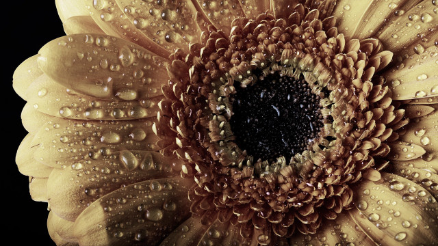 Yellow flower water droplets macro #14 free wallpaper for desktop - medium preview image