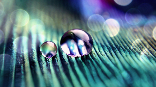 Water drops green leaf bokeh free wallpaper for desktop - medium preview image