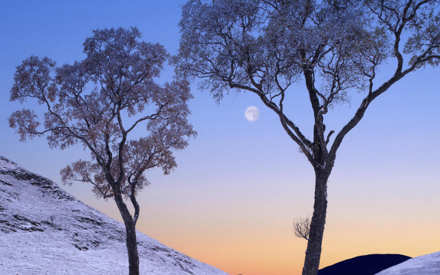 Snowy trees moon hill autumn free wallpaper for desktop - medium preview image
