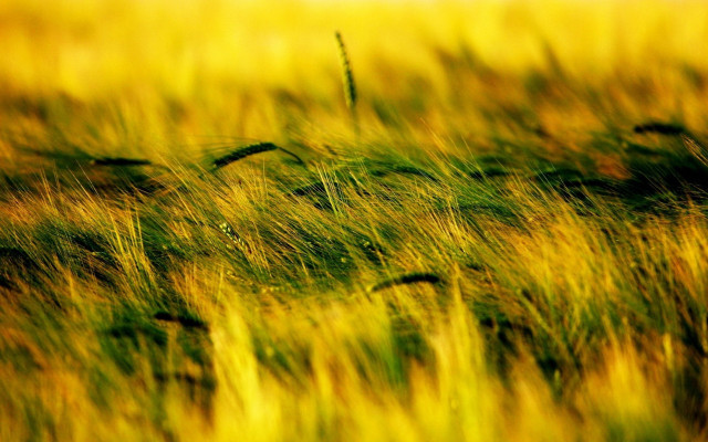 Grass field blurry autumn sunset free wallpaper for desktop - medium preview image