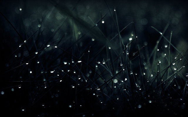 Grass water drops macro rain #2 free wallpaper for desktop - medium preview image