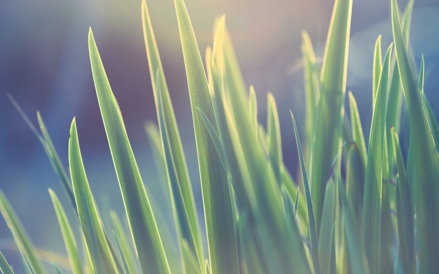 Bamboo plant green leaves forest free wallpaper for desktop - medium preview image