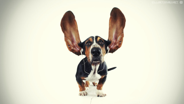 Dog large ear collar upward free wallpaper for desktop - medium preview image