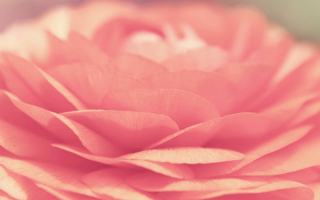 Pink flower blurry background soft free wallpaper for desktop - medium preview image