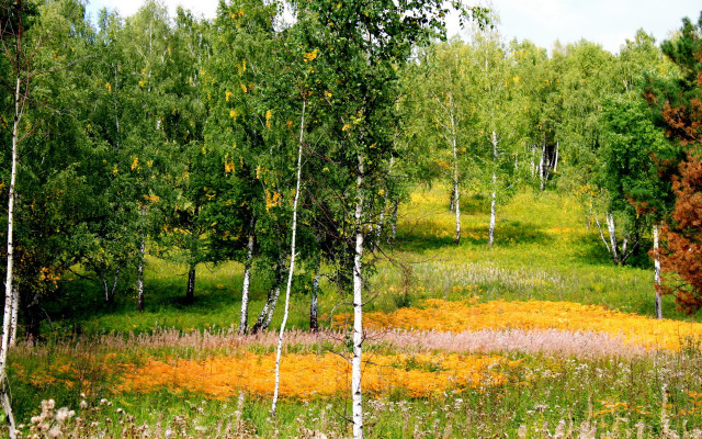 Flower field trees sky clouds free wallpaper for desktop - medium preview image