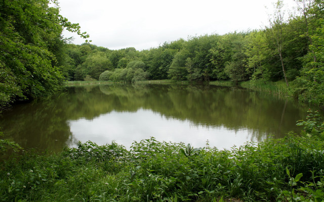 Lake forest trees bushes cloudy free wallpaper for desktop - medium preview image