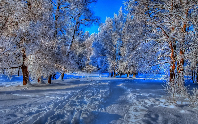Snowy forest path impressionism winter free wallpaper for desktop - medium preview image