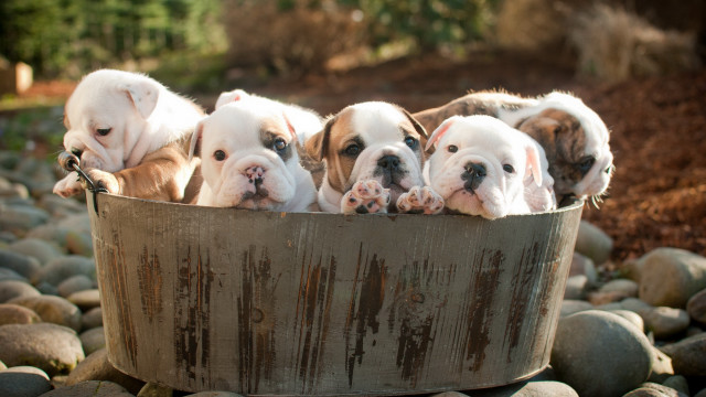 Puppies tub rocks gravel dog free wallpaper for desktop - medium preview image