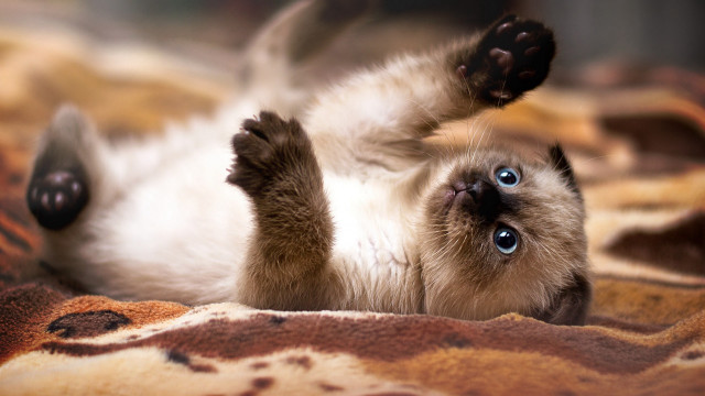 Cat arabesque blurry depthoffield shiba #2 free wallpaper for desktop - medium preview image