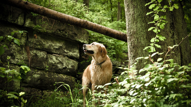 Dog sitting woods stonewall green free wallpaper for desktop - medium preview image