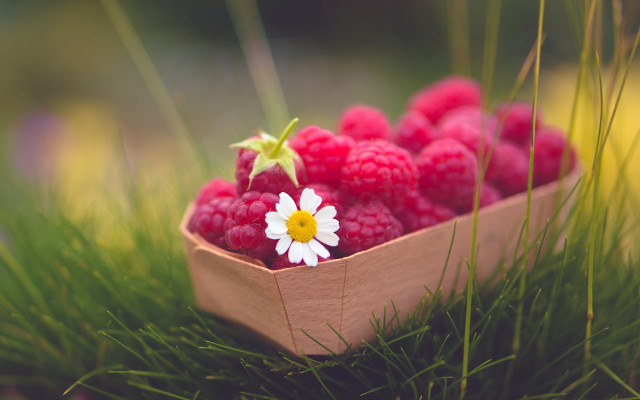 Raspberry basket daisy macro nature free wallpaper for desktop - medium preview image