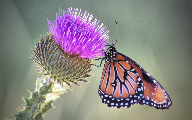 Butterfly flower macro ecological art free wallpaper for desktop - medium preview image