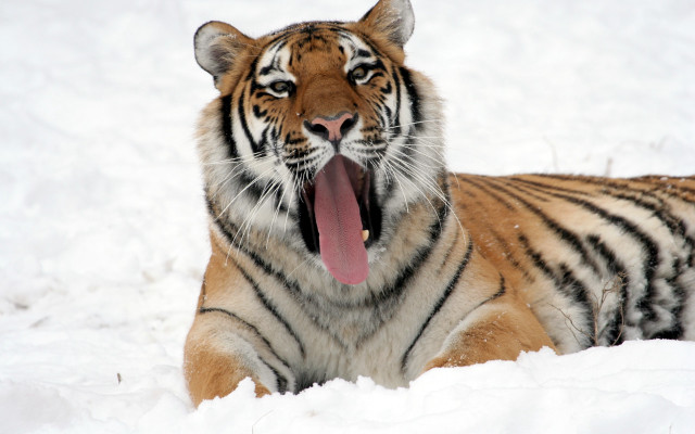 Tiger snow yawning open mouth free wallpaper for desktop - medium preview image