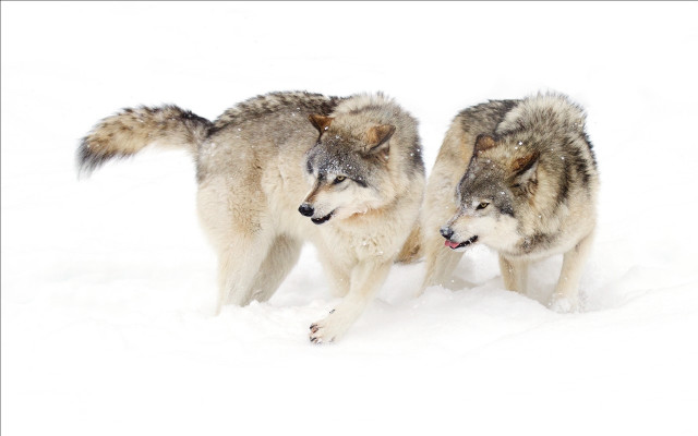 Wolf snow puzzle animal photography free wallpaper for desktop - medium preview image
