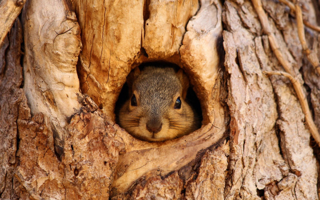 Squirrel peeking hollow tree ecological free wallpaper for desktop - medium preview image