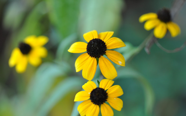 Yellow flower garden macro blurry free wallpaper for desktop - medium preview image
