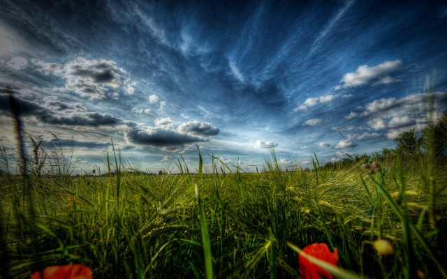 Field flower sky clouds city free wallpaper for desktop - medium preview image
