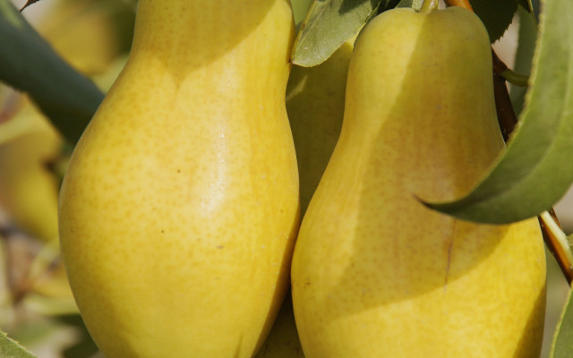 Pears tree leaves blurry background free wallpaper for desktop - medium preview image