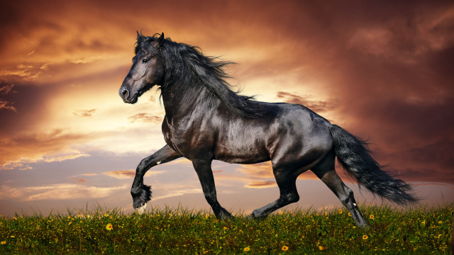 Horse field cloudy sunset yellowflowers #2 free wallpaper for desktop - medium preview image