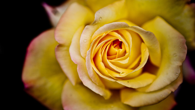 Yellow rose closeup macro black #2 free wallpaper for desktop - medium preview image