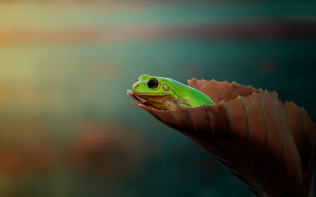 Green frog leaf closed eyes free wallpaper for desktop - medium preview image