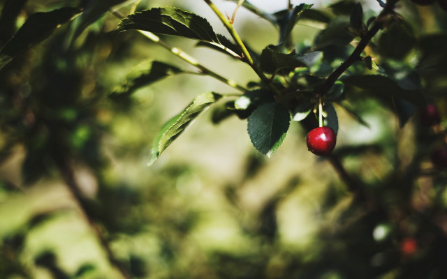 Berry branch leaves blurry background free wallpaper for desktop - medium preview image