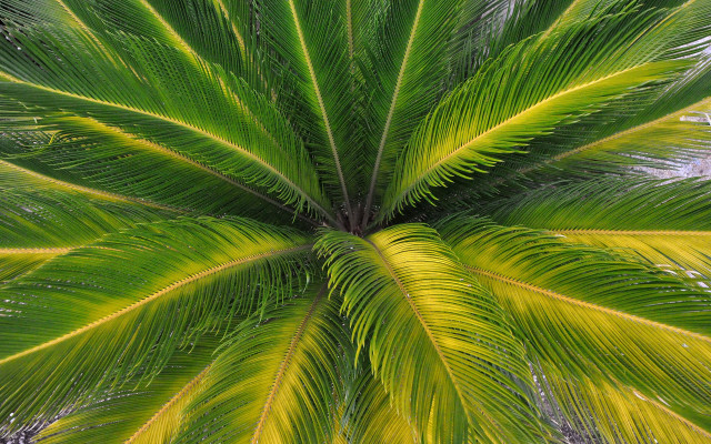 Palm leaf nature green outdoor free wallpaper for desktop - medium preview image
