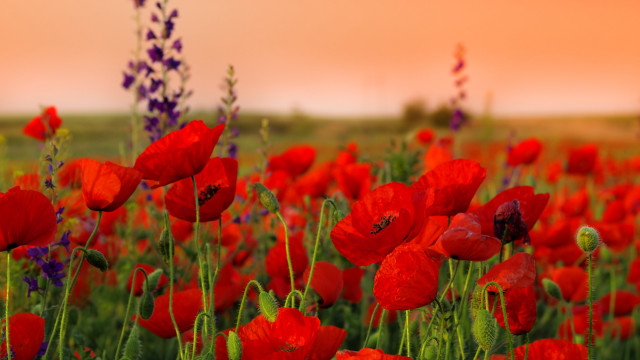 Red flowers pink sky blurry free wallpaper for desktop - medium preview image