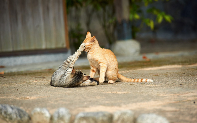Cat playing with kitten outdoors free wallpaper for desktop - medium preview image