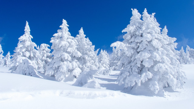 Snowy forest blue sky cherry #2 free wallpaper for desktop - medium preview image