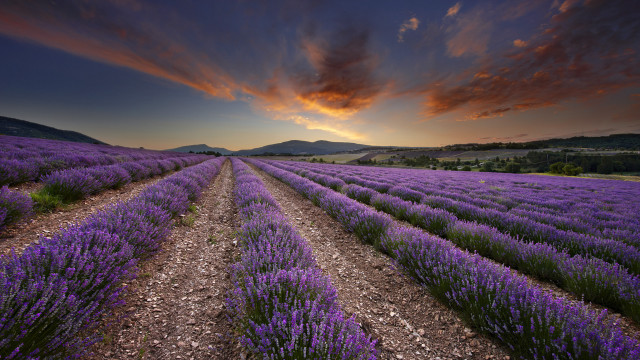 Lavender field sunset mountains cloudy free wallpaper for desktop - medium preview image
