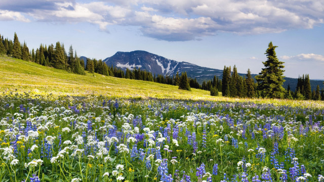 Wildflower mountain sky trees field free wallpaper for desktop - medium preview image