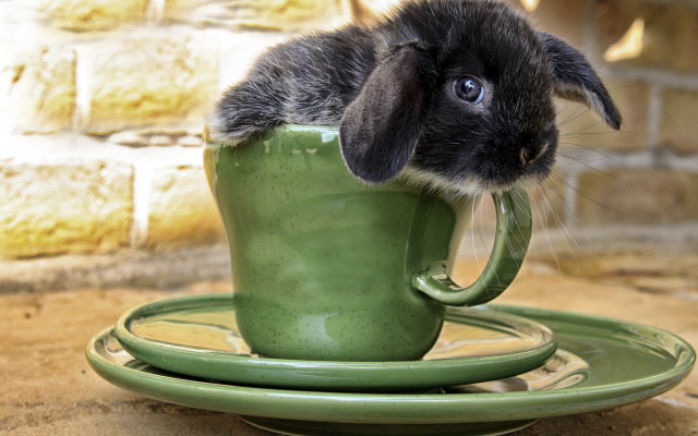 Rabbit in cup saucer brickwall free wallpaper for desktop - medium preview image