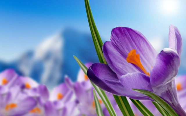 Purple flower field mountains day free wallpaper for desktop - medium preview image